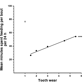 Association between the amount of time spent feeding per bout and tooth wear