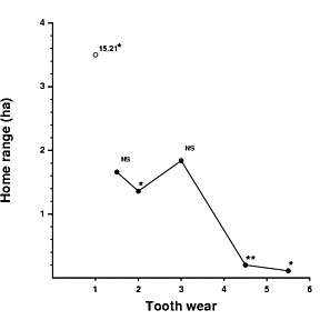 Association between the range size and tooth wear