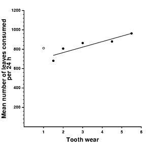Association between number of leaves consumed per 24 h and tooth wear