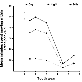 Association between the amount of time spent climbing in trees and tooth wear