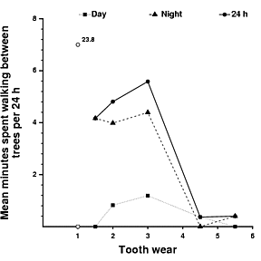 Association between the amount of time spent walking between trees and tooth wear