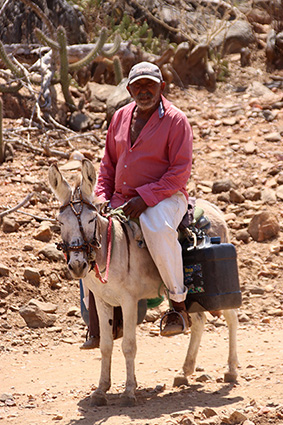 water with donkey