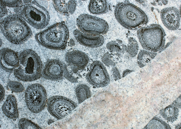 Orbicular granite