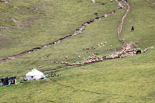 Sheep flock returning